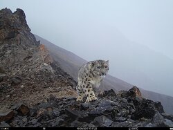 На Шапшальском хребте в фотоловушку впервые попались барс и манул