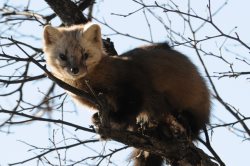 Всемирный день защиты животных