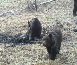 Заметки териолога. Как просыпаются медведи