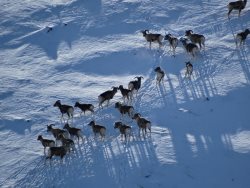 В Алтайском заповеднике аргали стало больше