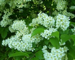 Заметки дендролога. Черёмуха обыкновенная