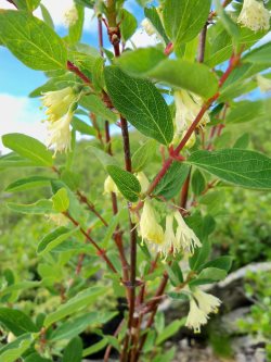 Заметки дендролога. Жимолость алтайская