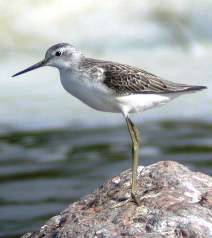 В Алтайском заповеднике обнаружен новый вид птицы