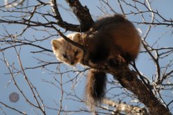 В Алтайском заповеднике подведены итоги очередных Зимних маршрутных учетов