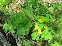 Заметки дендролога. Карагана древовидная