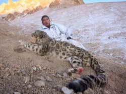 Минприроды России обратилось в правоохранительные органы с требованием проверить возможную причастность российского бизнесмена Павла Тё к незаконной охоте на снежного барса и добиться начала международного расследования этого преступления.