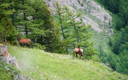 Межведомственной антибраконьерской бригадой Республики Алтай выявлен факт незаконной охоты на территории Шавлинского заказника