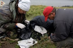 Мелкие, но важные