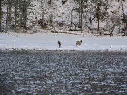Жизнь заповедного кордона. «Случайное фото»