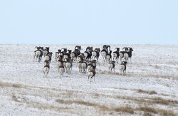 За два дня учётов в Алтайском заповеднике насчитано 78 аргали