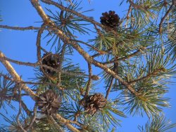 Заметки дендролога. Сосна обыкновенная. Одно из самых древних растений Земли.