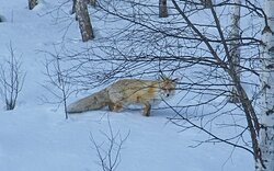 Жизнь заповедного кордона. Кто приходит в гости к нам?