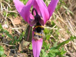 С праздником, дорогие женщины!