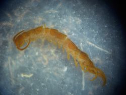 В Алтайском заповеднике впервые проведена инвентаризация фауны губоногих многоножек