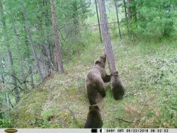 Заметки териолога. Наблюдение за животным миром Алтайского заповедника. Данные фотоловушек. Весна-2018