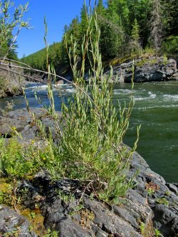 Заметки дендролога. Поговорим об ивах.