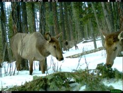 43 новых снимка получено в «фотосессии» животных в Алтайском заповеднике