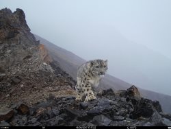 На Шапшальском хребте в фотоловушку впервые попались барс и манул