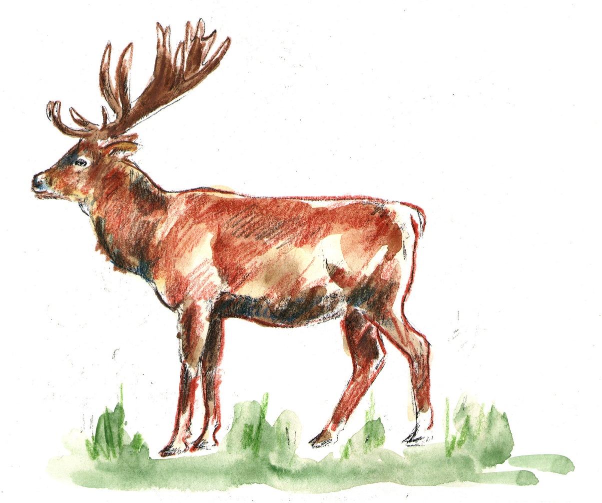 Олень рисунок. Олень карандашом. Картины с маралами. Марал карандашом. Благородный олень портрет.