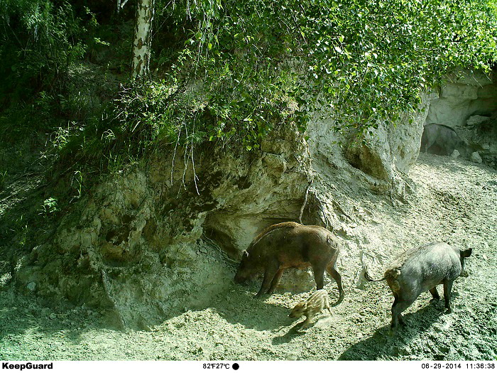 Кабаны. Потомки древней фауны доледникового периода. — Алтайский биосферный  заповедник