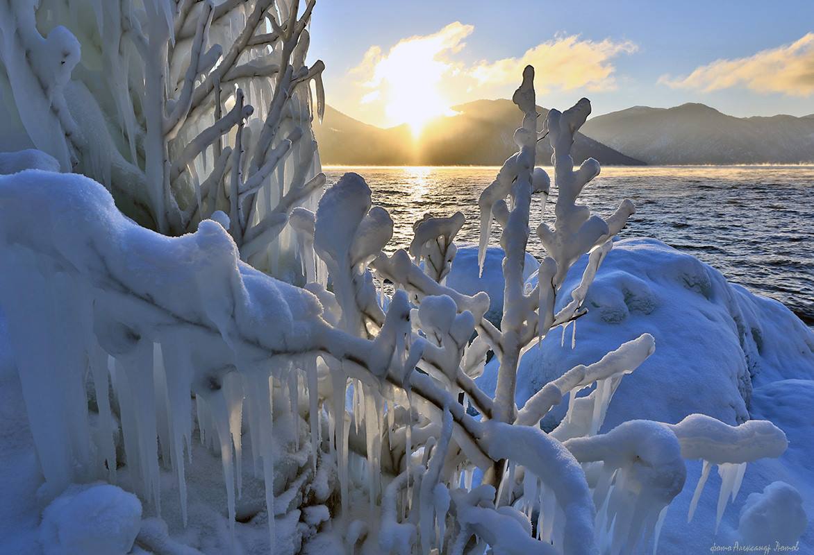 Зимний сон деревьев — Алтайский биосферный заповедник